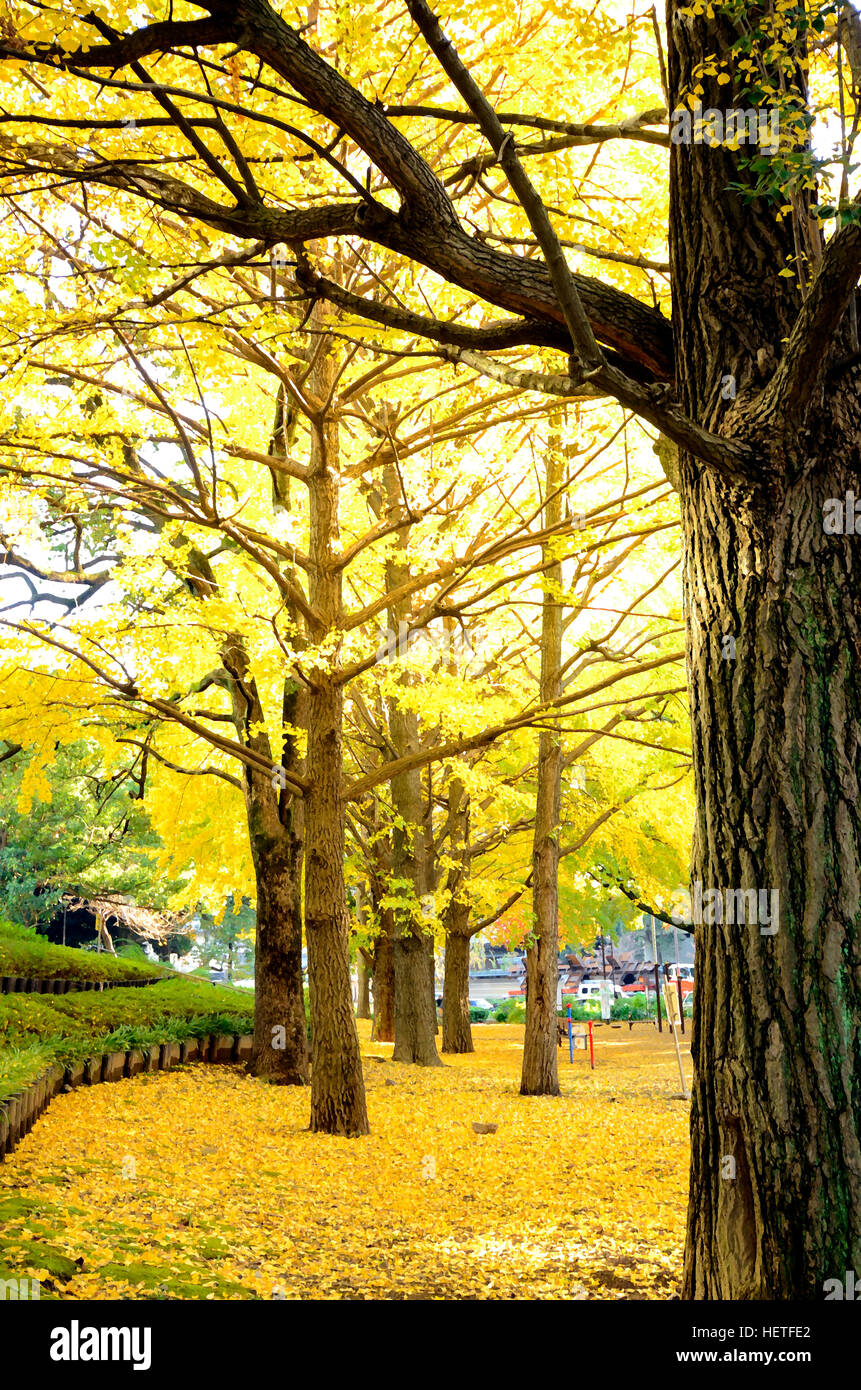 Il Ginkgo Tree Garden in autunno. Giallo Ginkgo le foglie in autunno con pennello asciutto fltered. Foto Stock