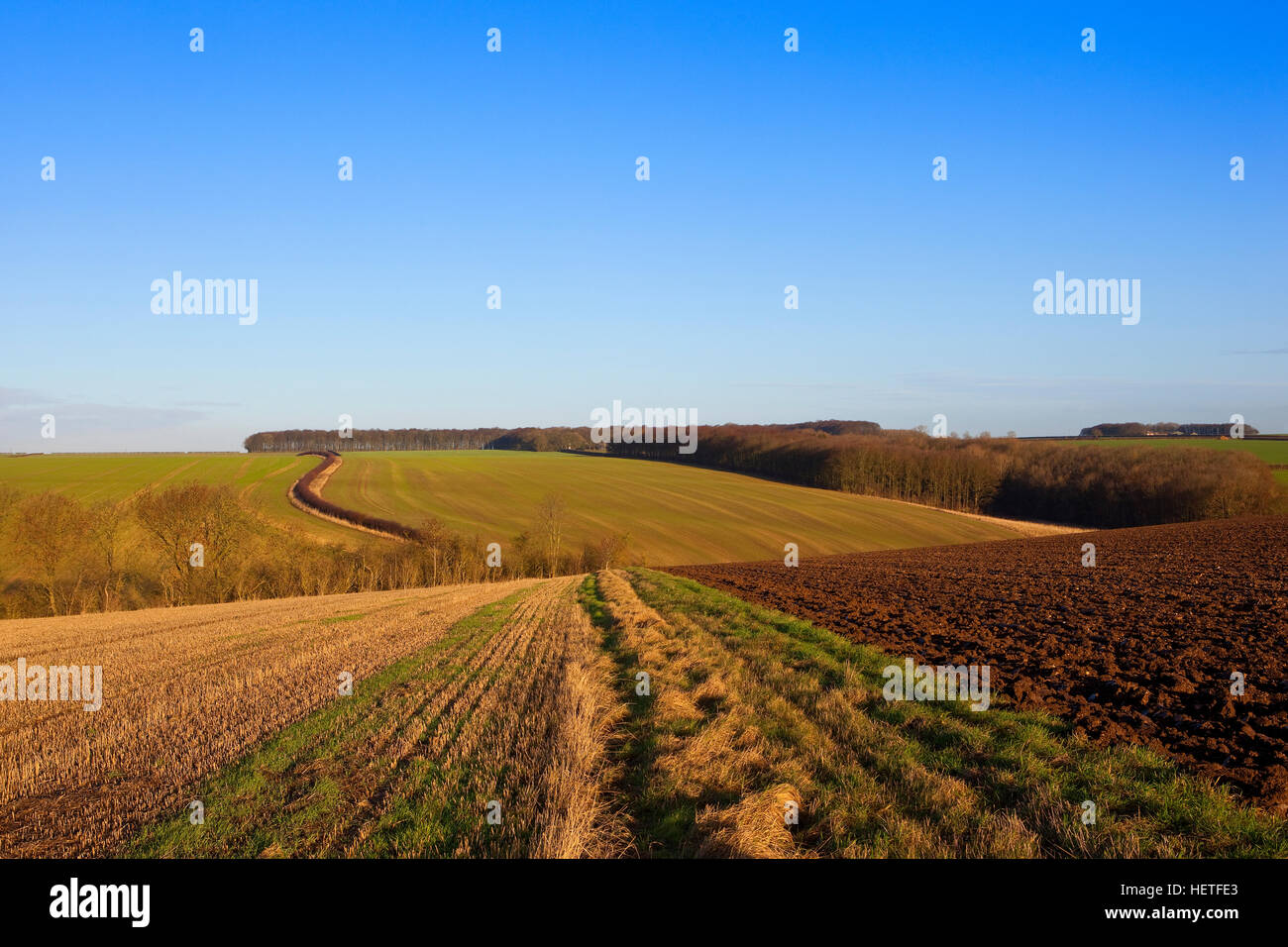 Inverno paesaggi agricoli con paglia e stoppie nuovi campi arati in Yorkshire wolds il paesaggio è sotto un cielo blu chiaro. Foto Stock