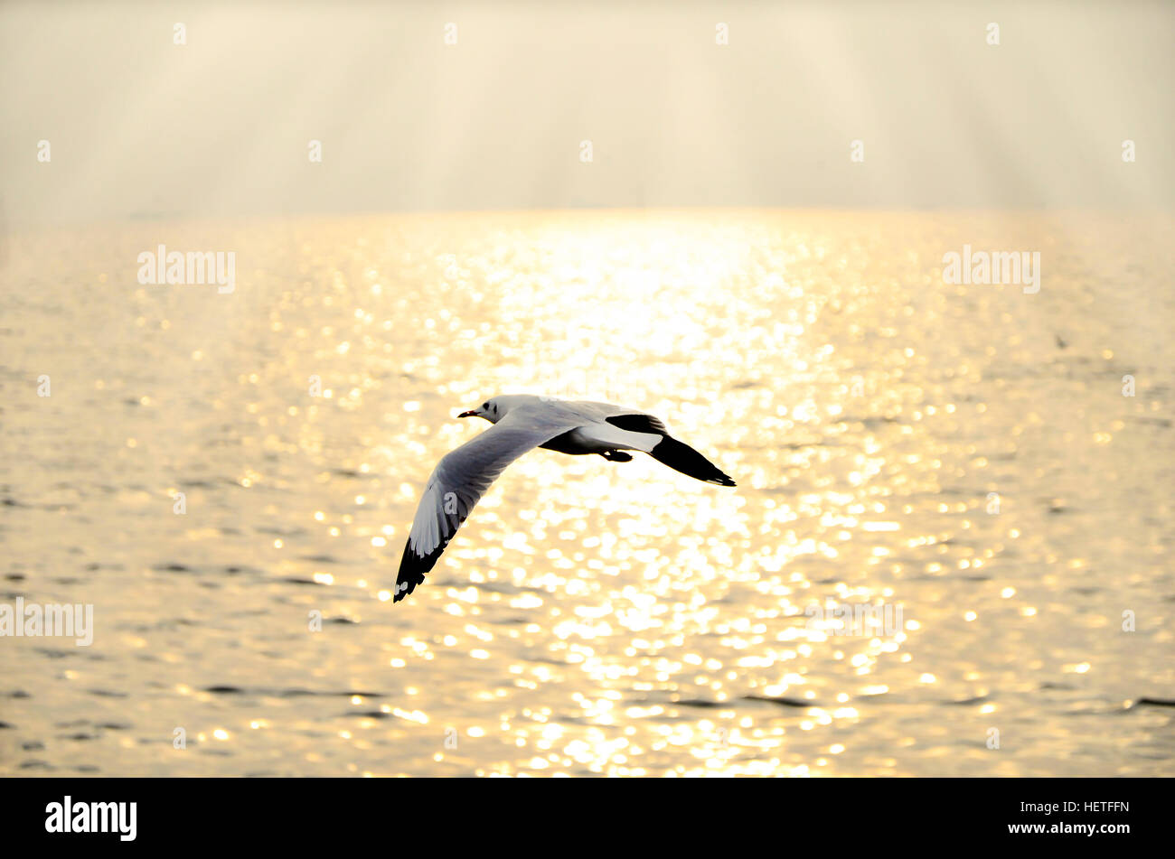 Migrare seagull in Tramonti a QM. Bangpu centro ricreativo, Samutprakarn provincia, Thailandia. Foto Stock