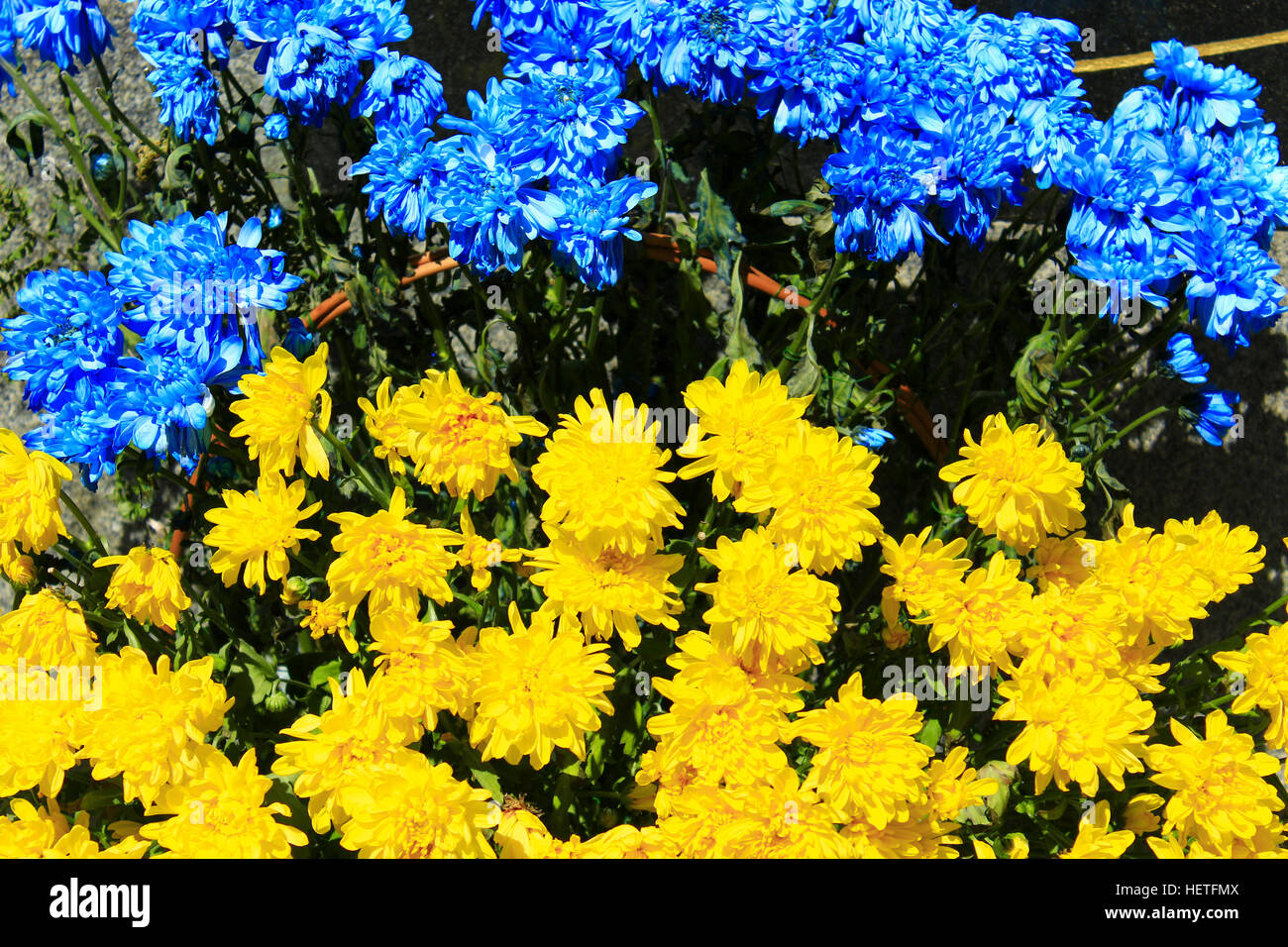 Bellissimi fiori di crisantemo dei colori in ucraino bandiera nazionale Foto Stock