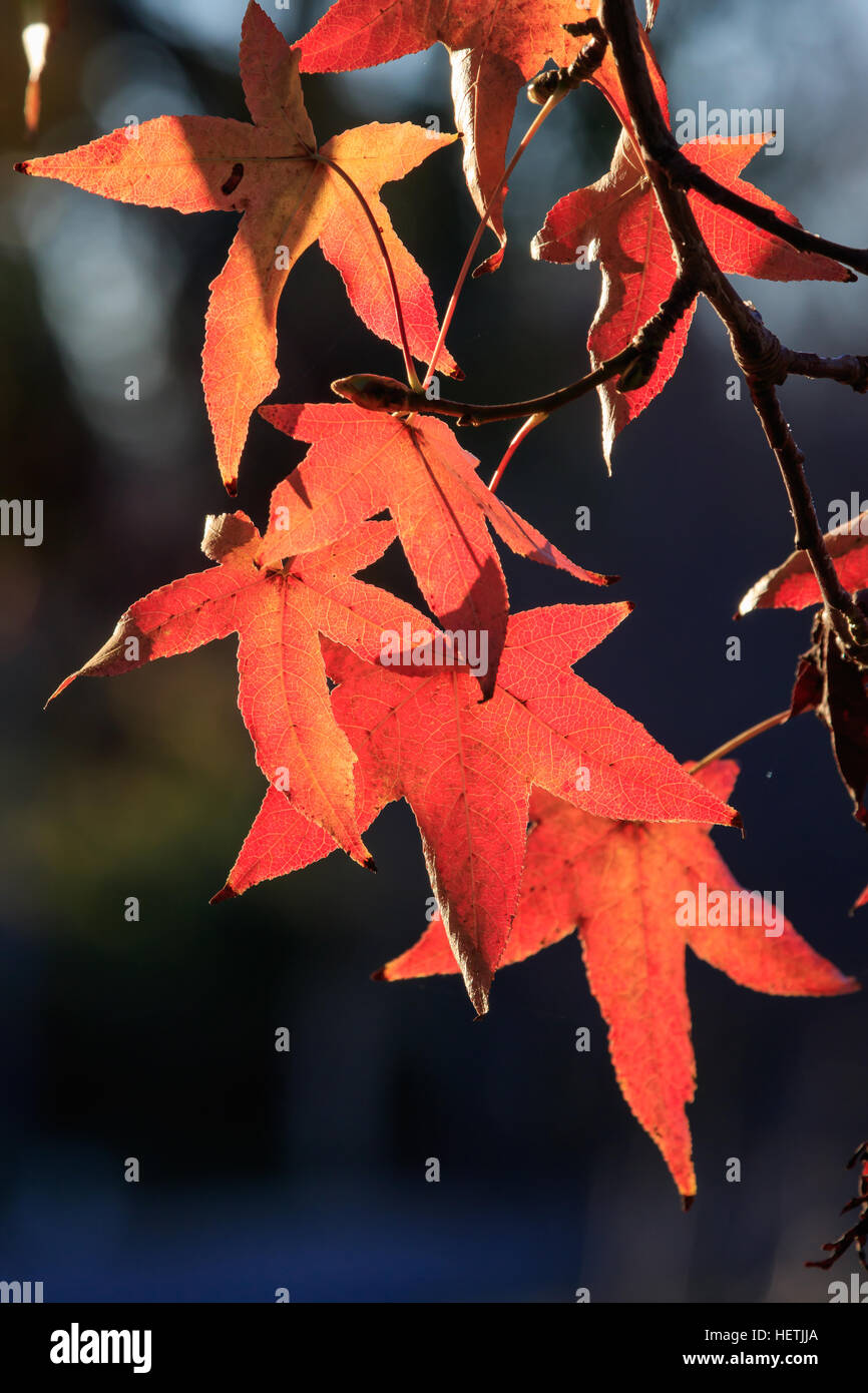 Liquidambar albero lascia cadere nella luce del sole della mattina. ( Liquidambar styraciflua) Foto Stock