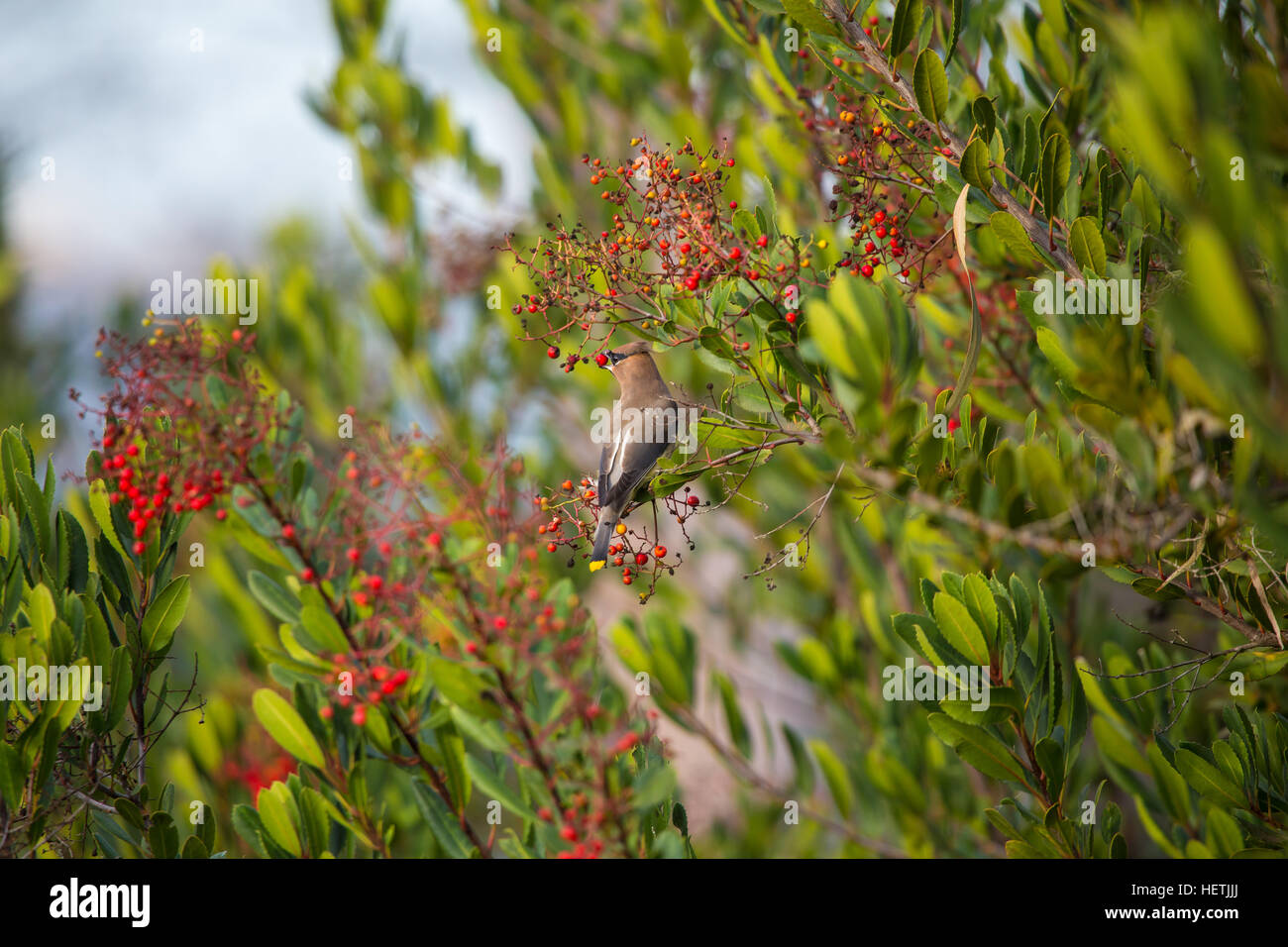 Cedar Waxwing Bombycilla cedrorum mangiare bacche di toyon in Irvine California meridionale Stati Uniti Foto Stock