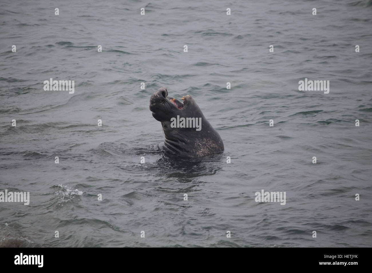 Maschio di elefante settentrionale guarnizioni (Mirounga angustirostris) in arrivo per la stagione della riproduzione a PIEDRAS BLANCAS California centrale Foto Stock