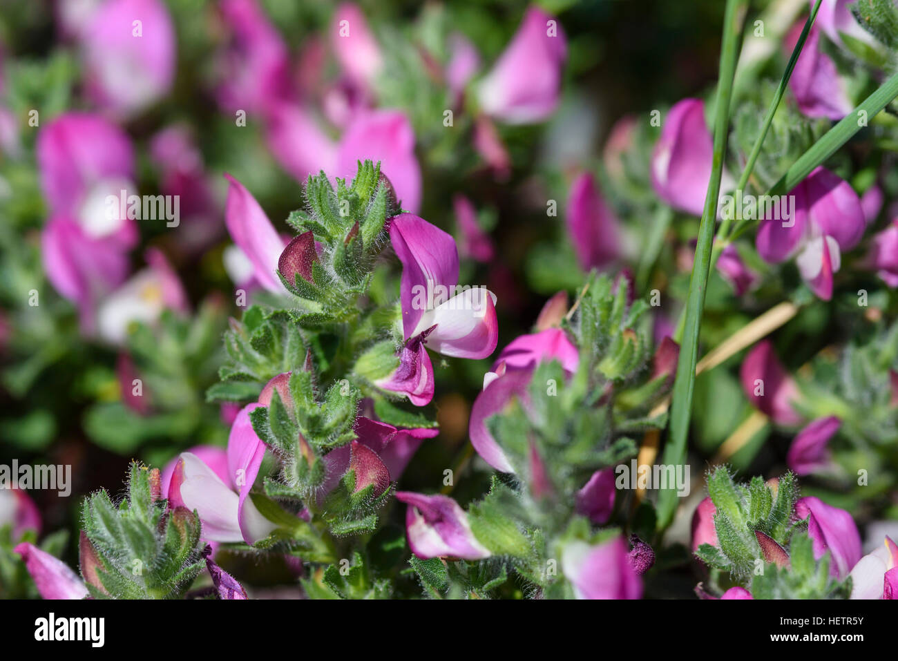 Comune, Ononide Ononis repens, millefiori, Carrick, Dumfries & Galloway, Scozia Foto Stock