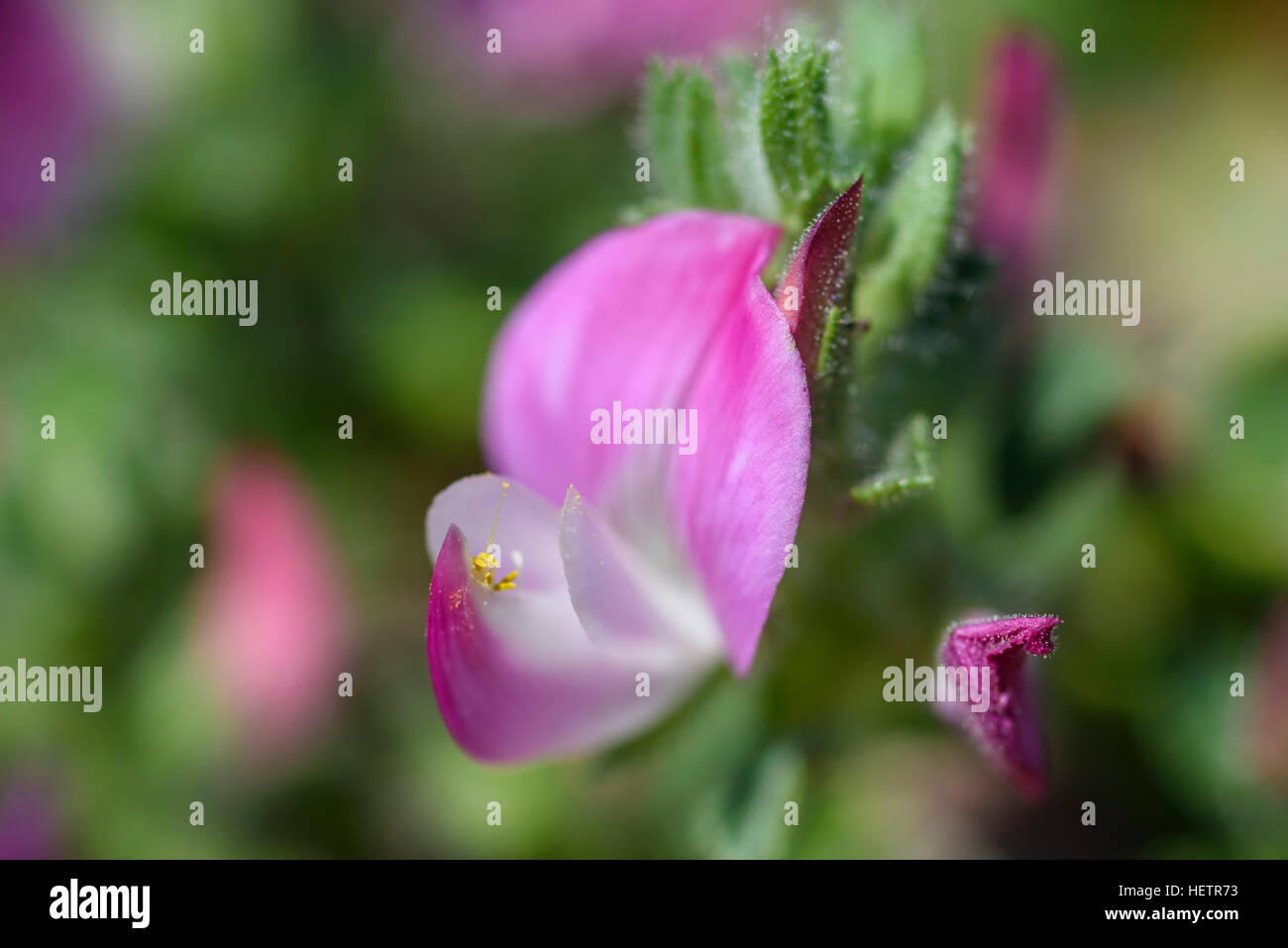 Comune, Ononide Ononis repens, millefiori, Carrick, Dumfries & Galloway, Scozia Foto Stock