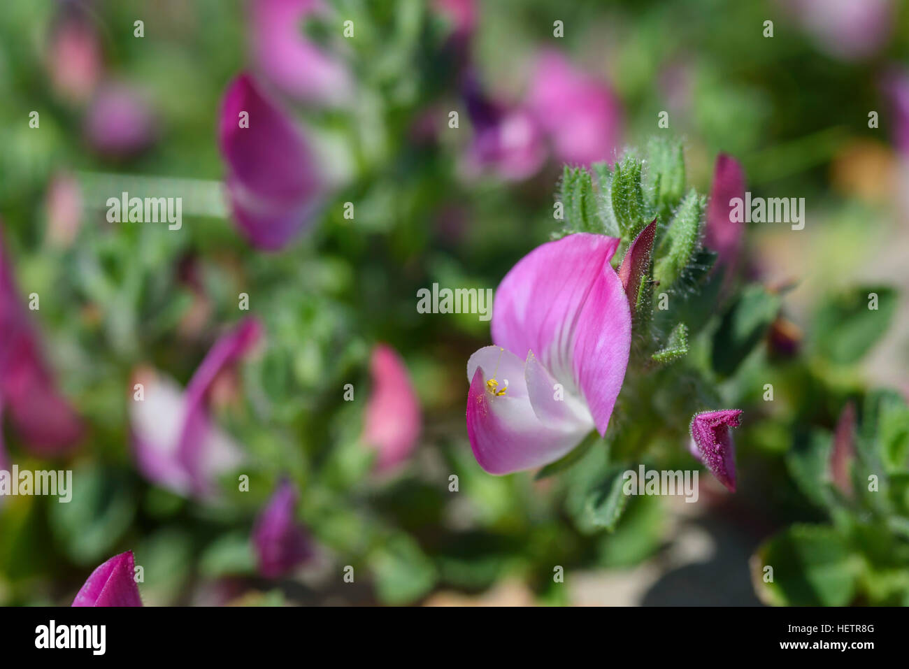 Comune, Ononide Ononis repens, millefiori, Carrick, Dumfries & Galloway, Scozia Foto Stock