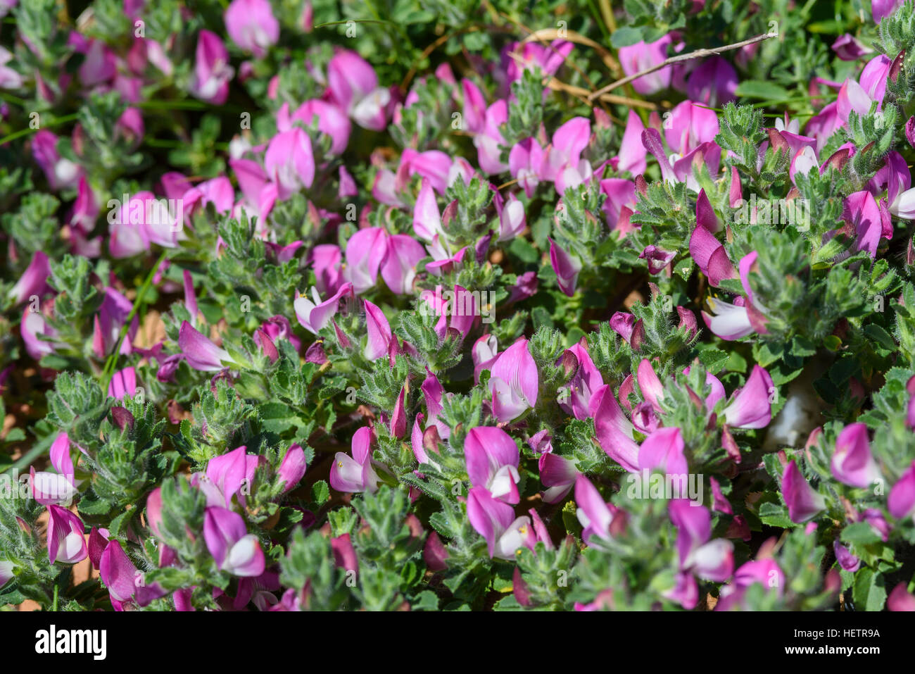 Comune, Ononide Ononis repens, millefiori, Carrick, Dumfries & Galloway, Scozia Foto Stock