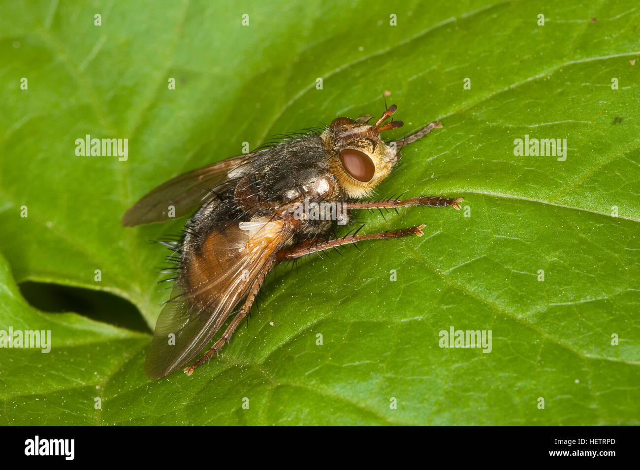 Igelfliege, Raupenfliege, Weibchen, Tachina fera, Tachinid Fly, Tachinidae, Raupenfliegen, Igelfliegen, Schmarotzerfliegen, tachinids, mosche parassite Foto Stock