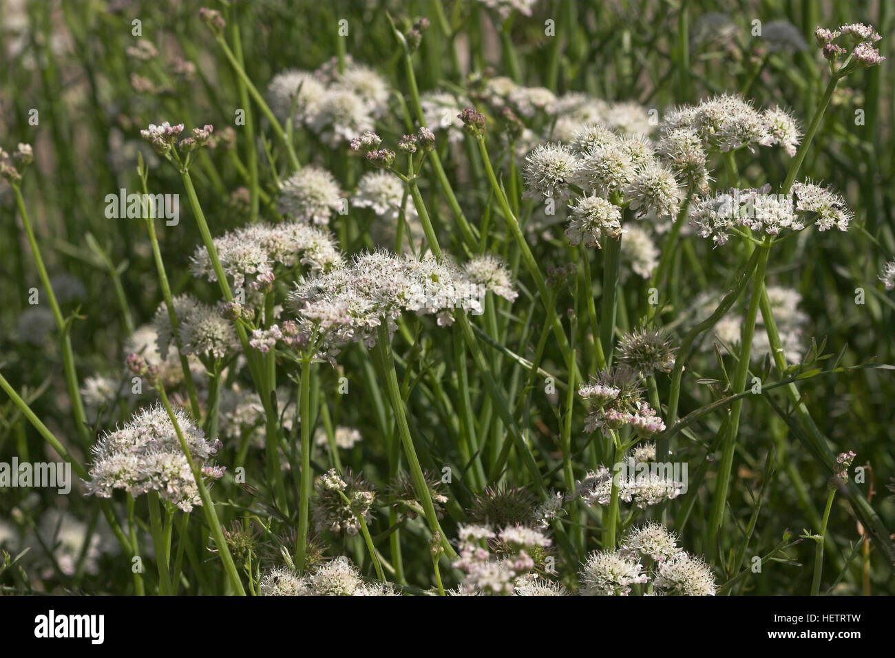 Röhriger Wasserfenchel, Wasser-Fenchel, Oenanthe fistulosa, acqua Dropwort Foto Stock