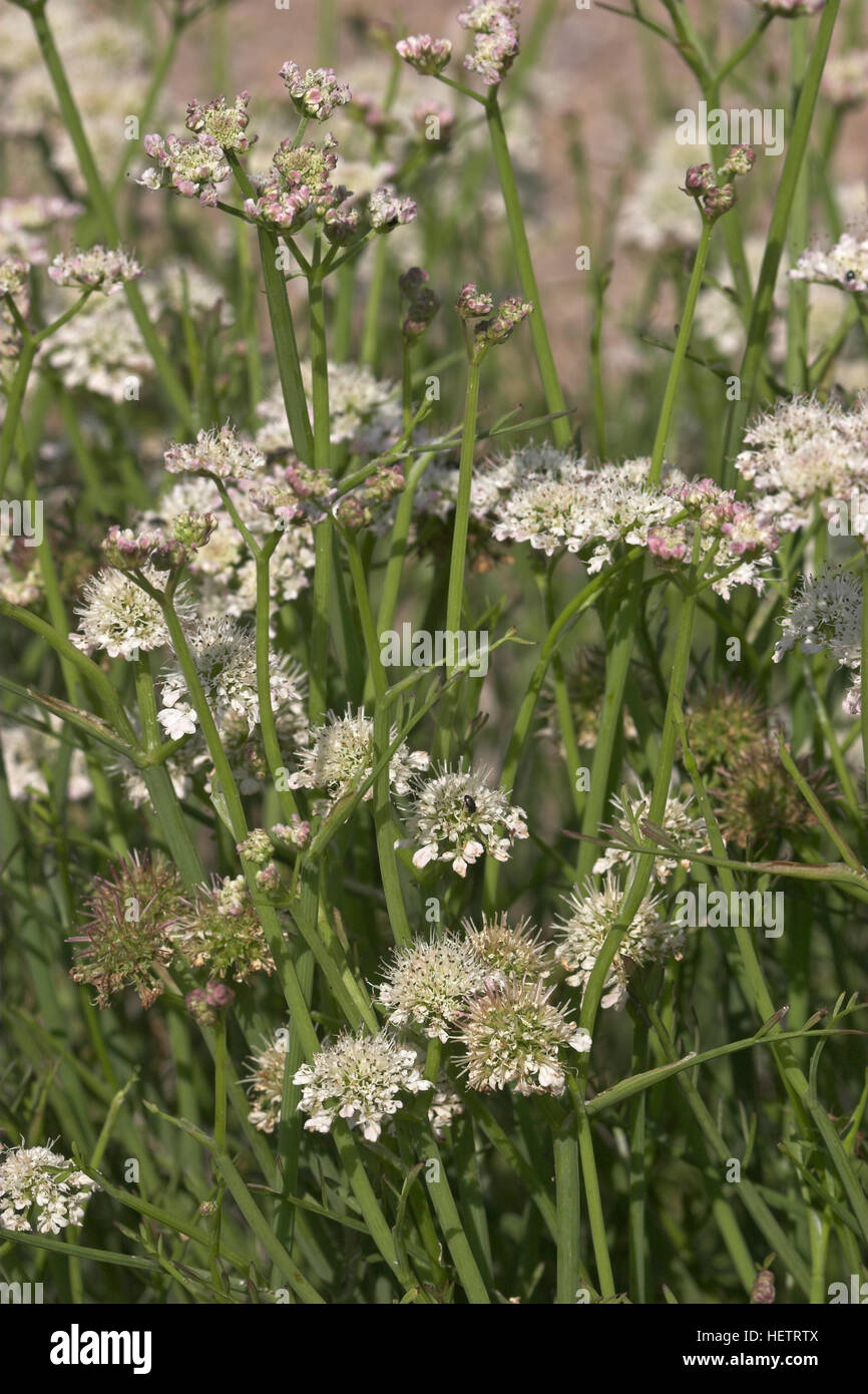 Röhriger Wasserfenchel, Wasser-Fenchel, Oenanthe fistulosa, acqua Dropwort Foto Stock