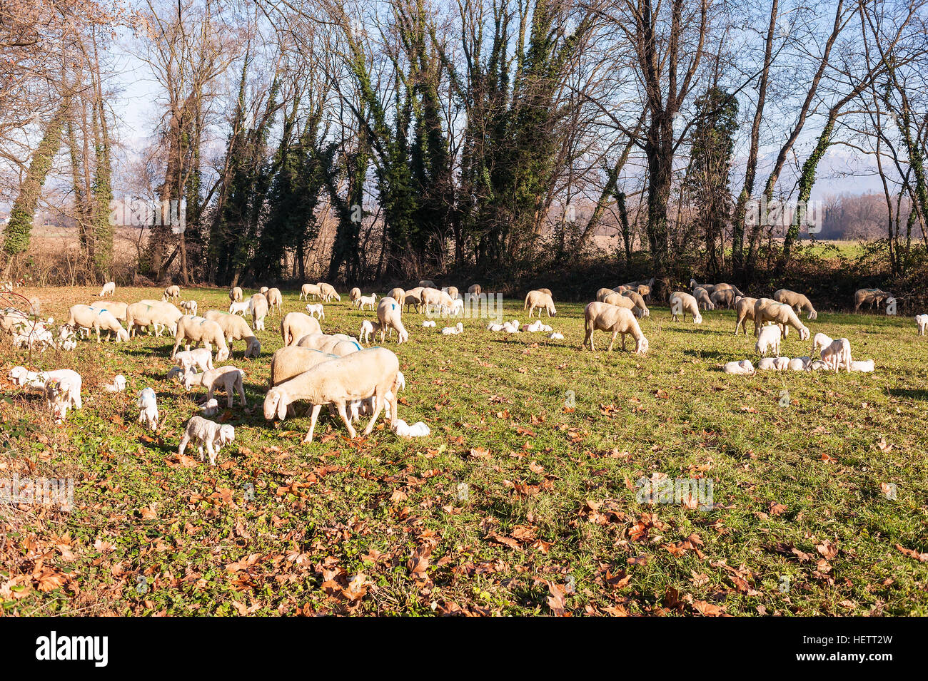 Gregge di pecore e agnelli sul pascolo. Foto Stock