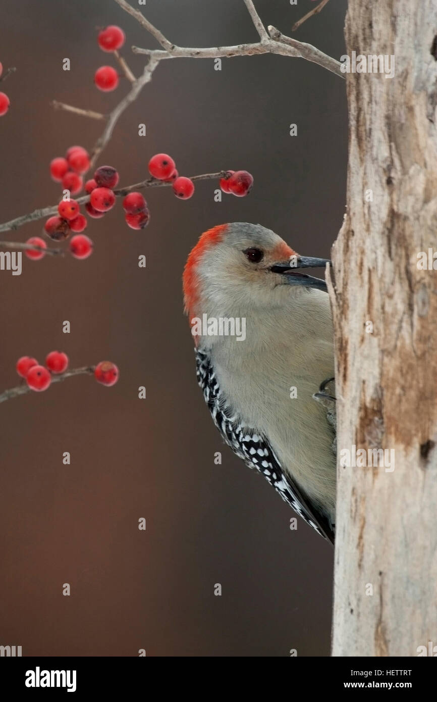 Femmina rosso picchio panciuto ricerche di cibo sul moncone spiovente con winterberry in background Foto Stock