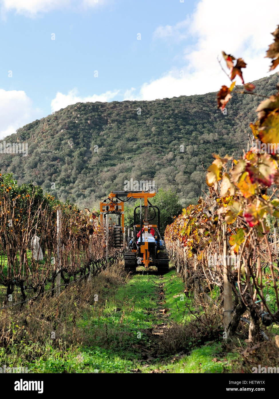 Potatura meccanica di piante in un vigneto attraverso la macchina di lavorazione Foto Stock