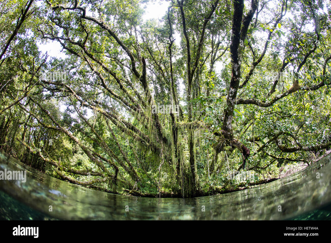 Una lussureggiante foresta pluviale cresce su una remota isola tropicale sporgenze poco profonde acque costiere nelle isole Salomone. Foto Stock
