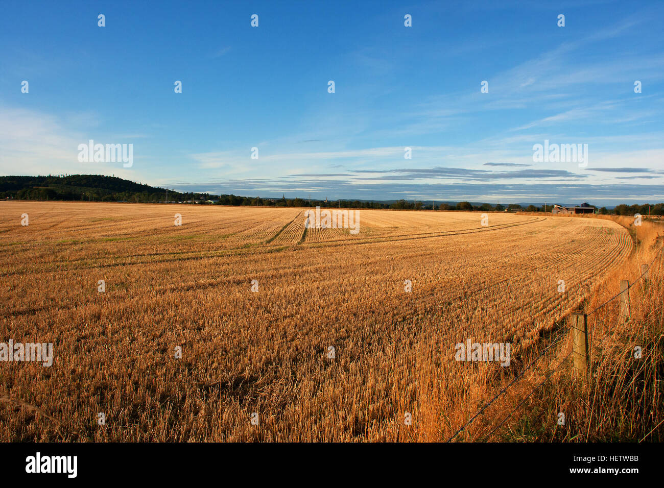 Un campo di orzo stoppia in autunno caldo sole con un cielo blu con nuvole wispy Foto Stock