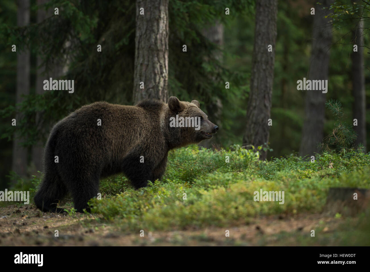 Unione orso bruno / Braunbaer ( Ursus arctos ), giovane animale, passeggiando attraverso i boschi, odorando, eccellente olfatto. Foto Stock