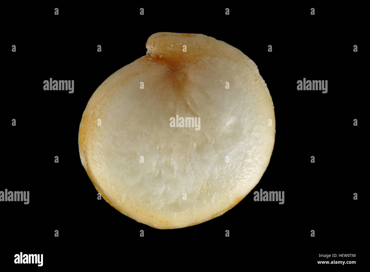 Chenopodium quinoa, bianco quinoa, Weisser Quinoa, sementi, vicino, la dimensione della granella 2-3 mm Foto Stock
