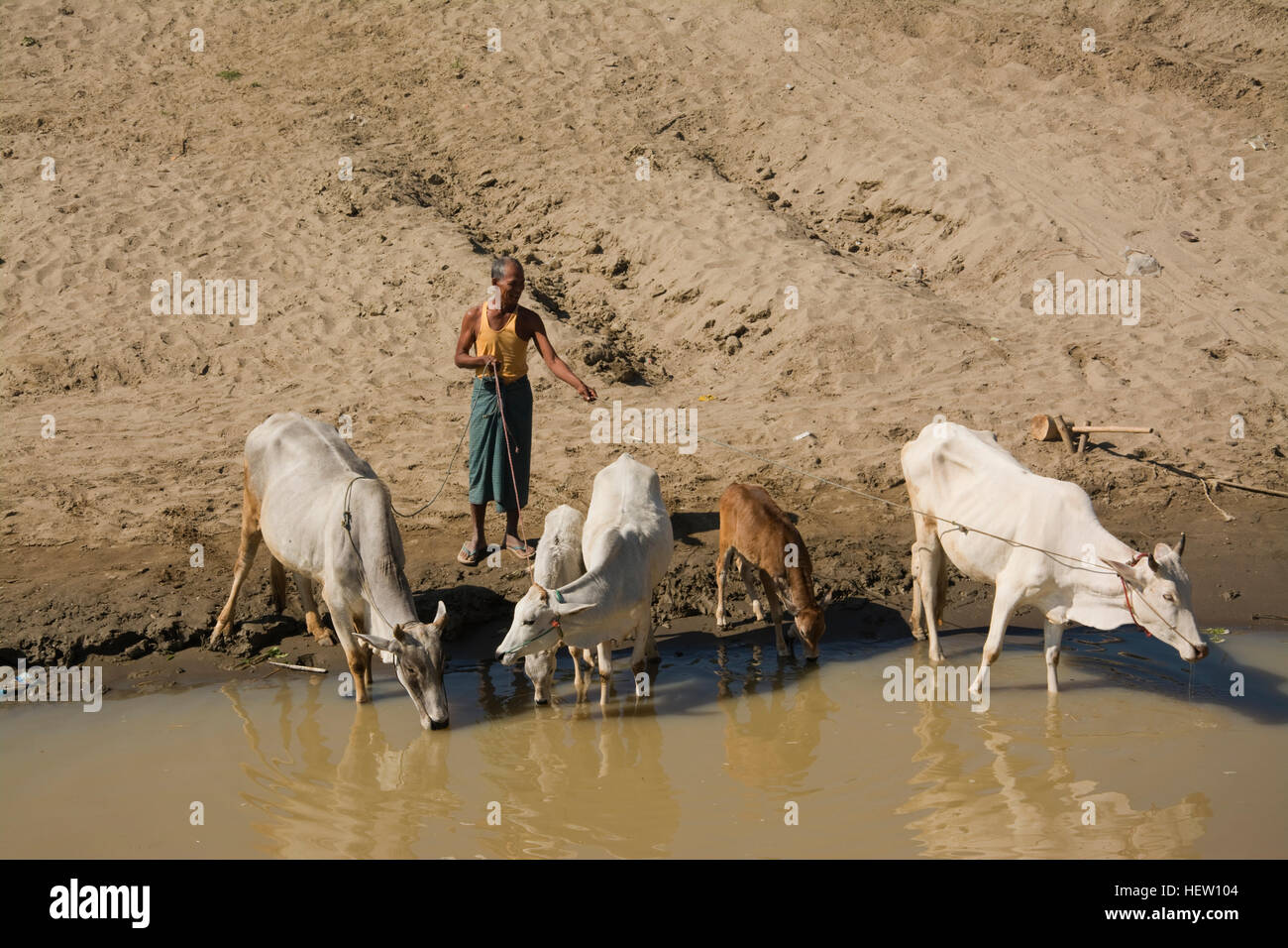 ASIA, Myanmar (Birmania), Divisione Sagaing, Mingkin, Chindwin River, Kan borgo contadino con il bestiame a bere a bordo d'acqua Foto Stock