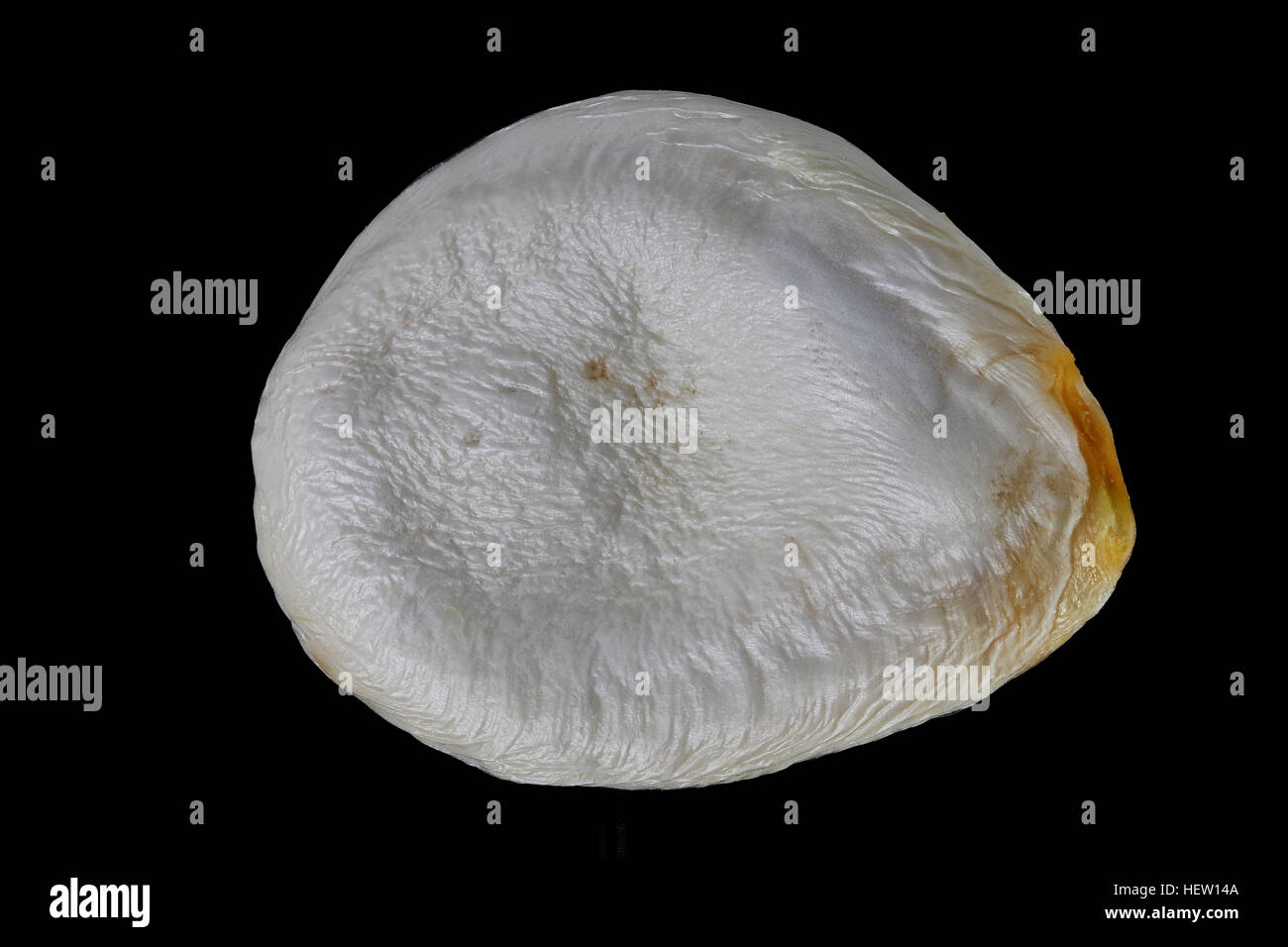 La Cucurbita moschata, zucca, Moschus-Kürbis, sementi, vicino, la dimensione della granella 12-16 mm Foto Stock