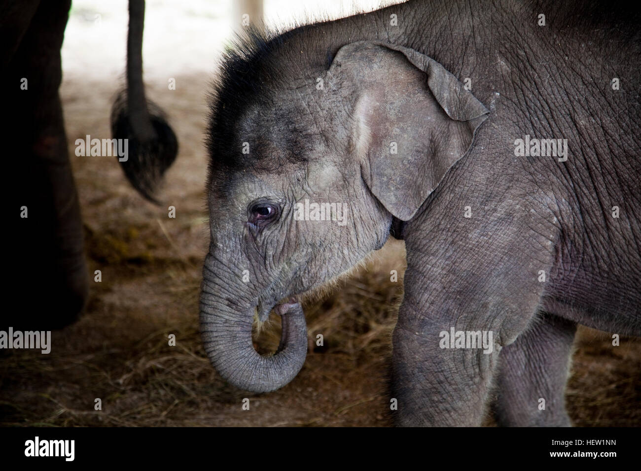 Salvare gli elefanti Foto Stock