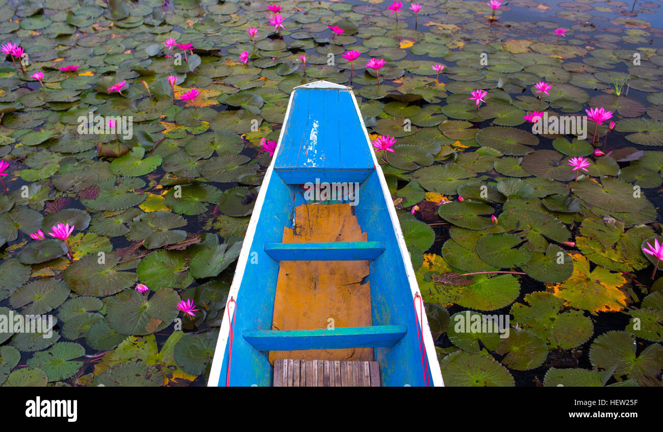 Red Lotus mare lago, Foto Stock