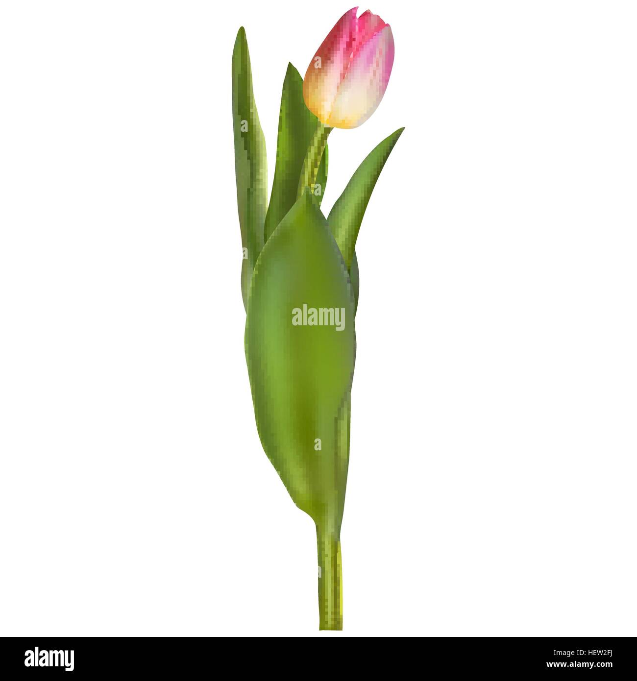 Rosa fresca tulip isolato su bianco. EPS 10 Illustrazione Vettoriale