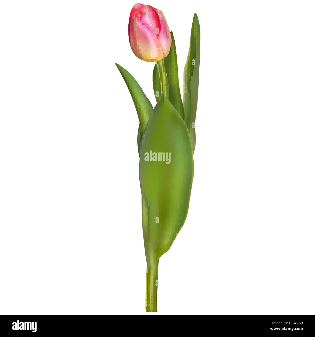 Bella realistico tulip isolato. EPS 10 Illustrazione Vettoriale