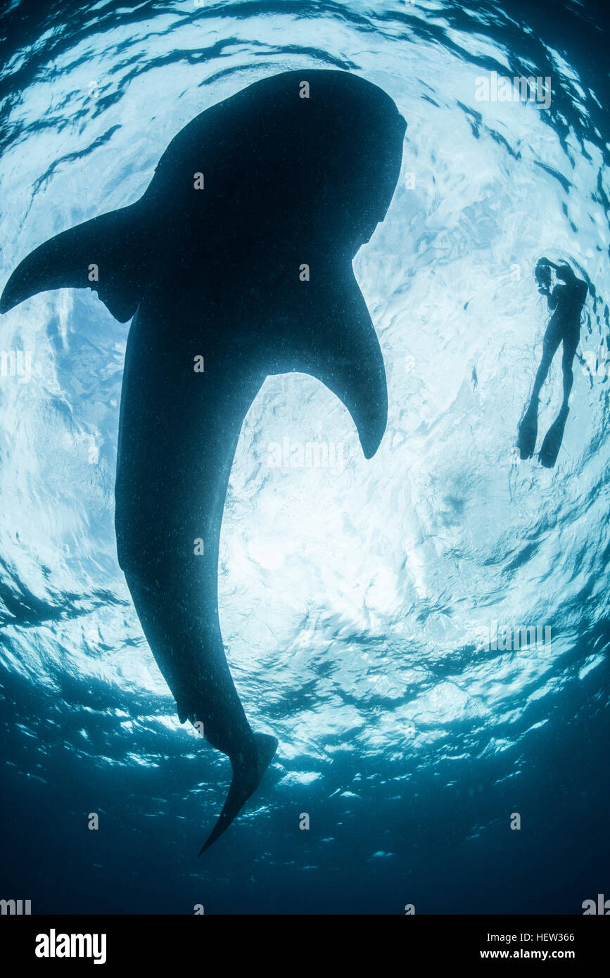 Vista dal basso del snorkeller con grande squalo (Rhincodon typus), isola di Cozumel, Messico Foto Stock