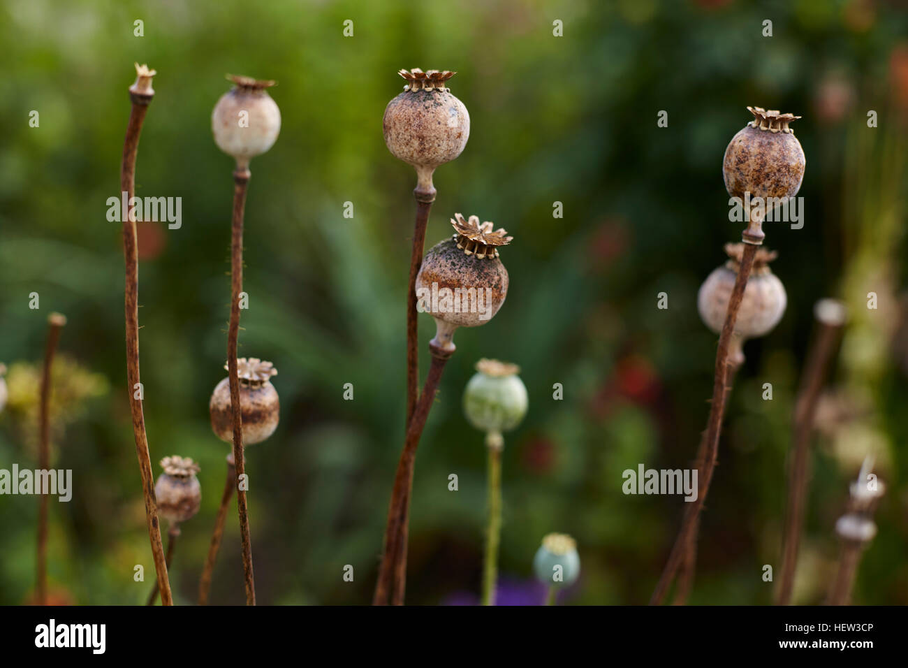 Semi di papavero baccelli, close-up, Cork, Irlanda Foto Stock