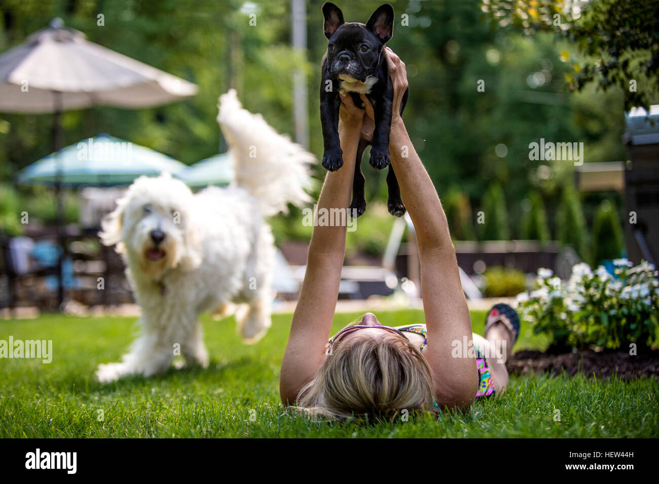 Donna sdraiata su erba azienda bulldog francese in aria, Goldendoodle in esecuzione in background Foto Stock