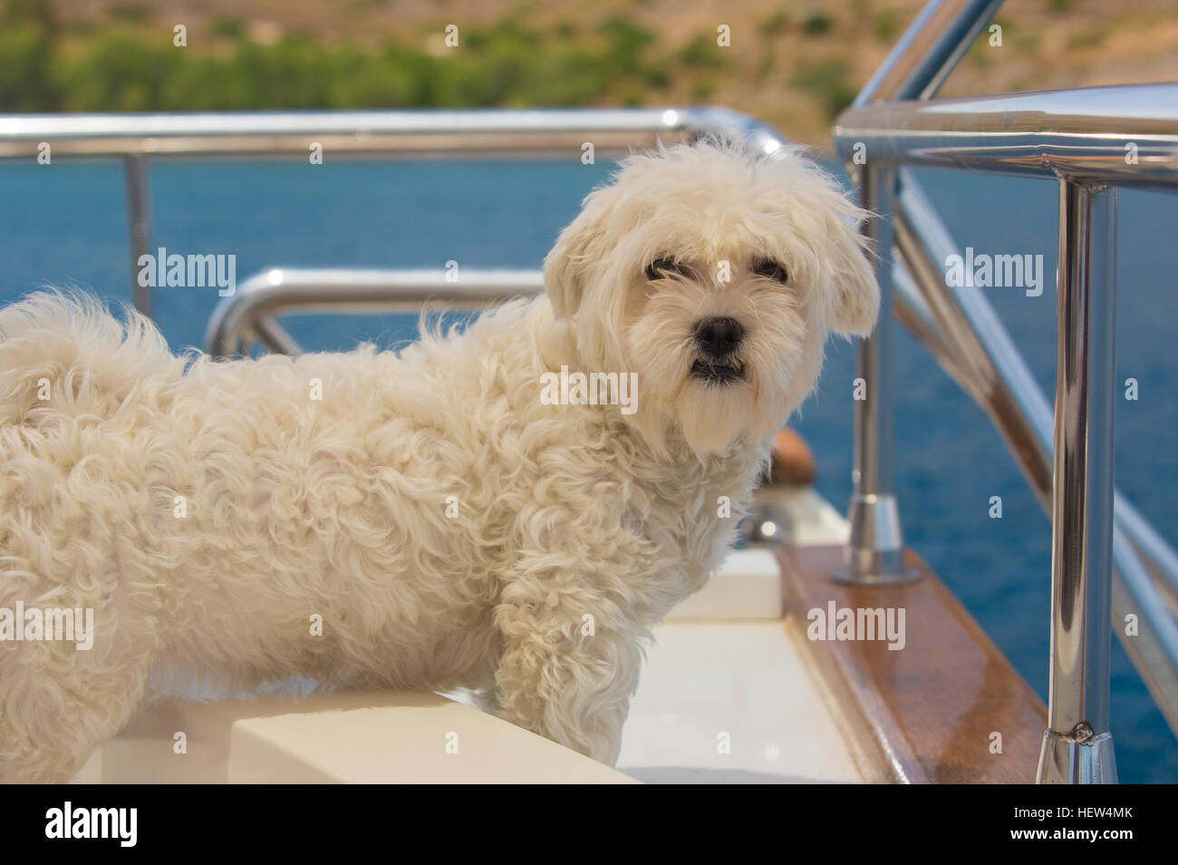 Cane maltese sul ponte di una barca a vela Foto Stock