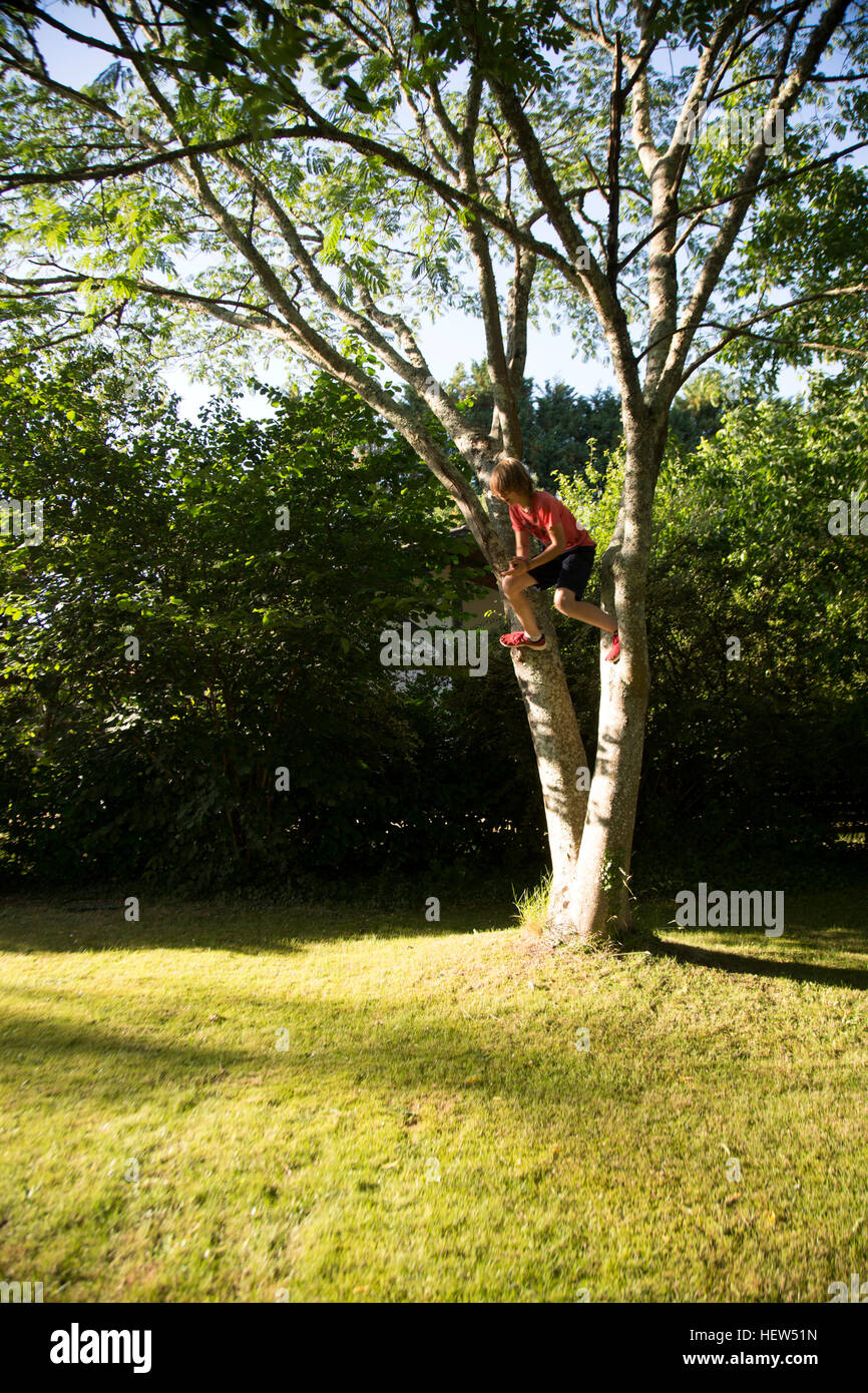 Ragazzo, saltando da albero Foto Stock