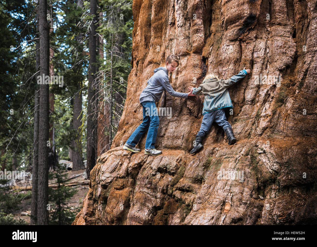 Due bambini arrampicata attorno all albero, Sequoia National Park, California, Stati Uniti d'America Foto Stock