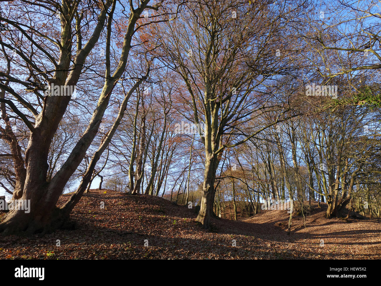 Ampio bosco lasciato nel tardo autunno inverno Shropshire England Regno Unito Regno Unito Foto Stock