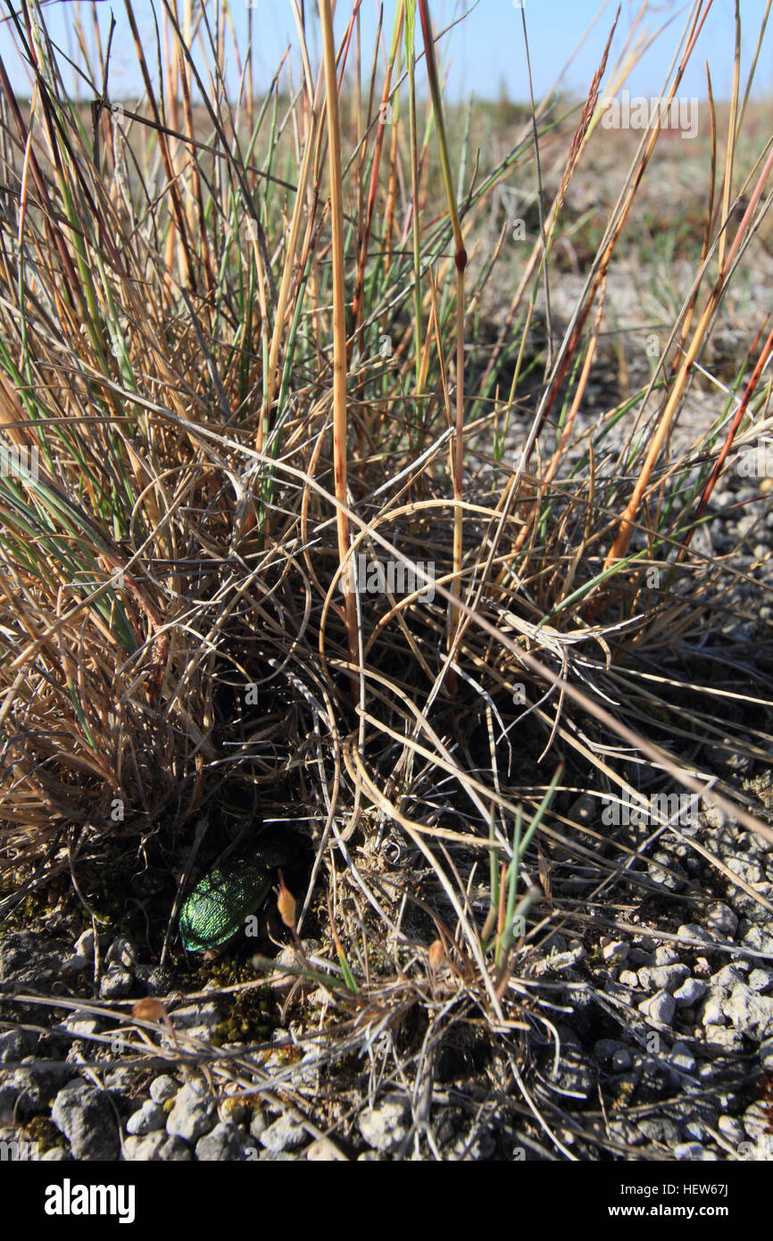 Il raro coleottero terra specie Callisthenes reticulatum nel suo habitat naturale sulla Stora Alvaret su Öland in Svezia. Foto Stock