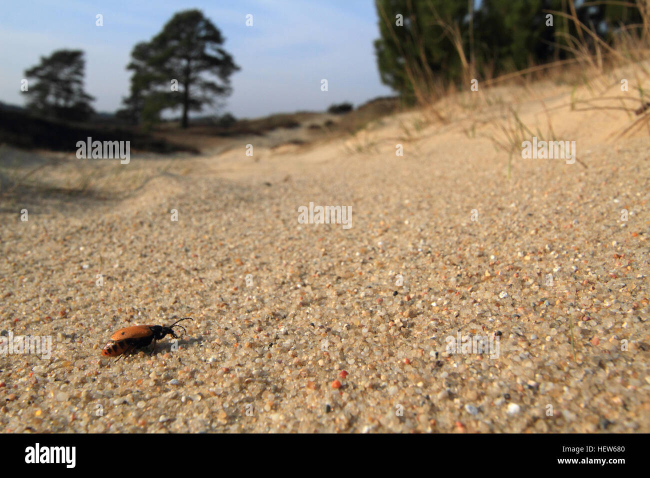 Inizio Blister Beetle (Apalus Bimaculatus) nel suo ambiente naturale. Fotografato a Grene Sande, Danimarca Foto Stock