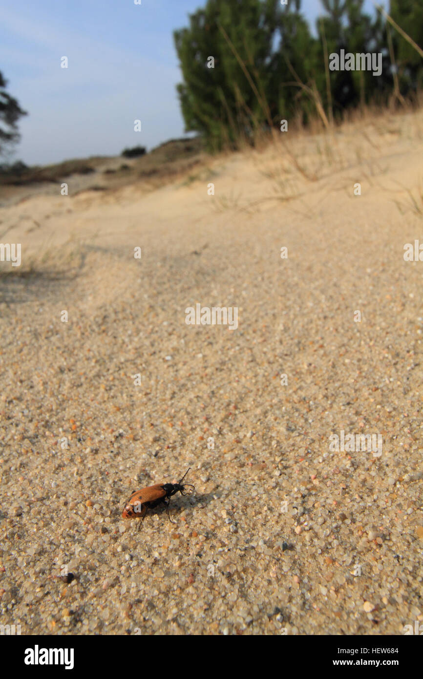 Inizio Blister Beetle (Apalus Bimaculatus) nel suo ambiente naturale. Fotografato a Grene Sande, Danimarca Foto Stock