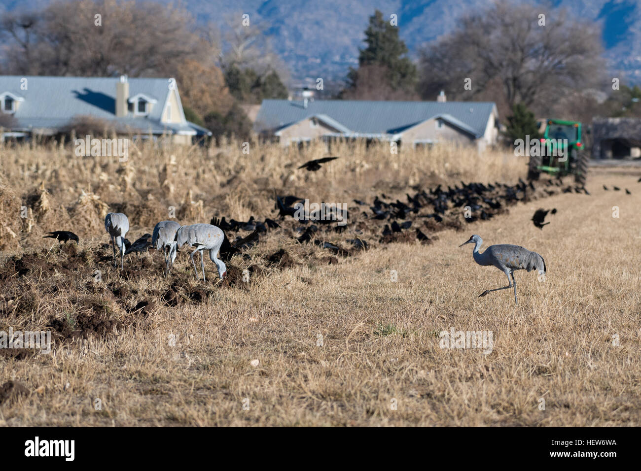 Alimentazione gru Sandhill, (Grus canadensis), Los Poblanos campi spazio aperto di Albuquerque, Nuovo Messico, Stati Uniti d'America. Foto Stock