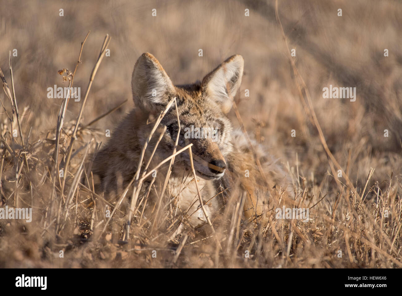 Feriti Coyote, (Canis latrans), Los Poblanos campi spazio aperto di Albuquerque, Nuovo Messico, Stati Uniti d'America. Foto Stock