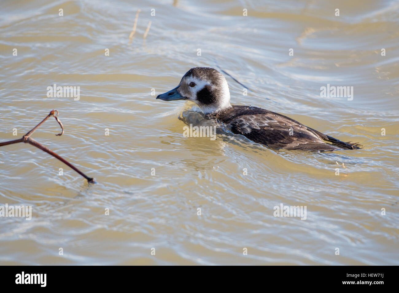 Lungo femmina-tailed Duck, (Ciangula hyemalis), Bosque del Apache National Wildlife Refuge, nuovo Messico, Stati Uniti d'America. Foto Stock