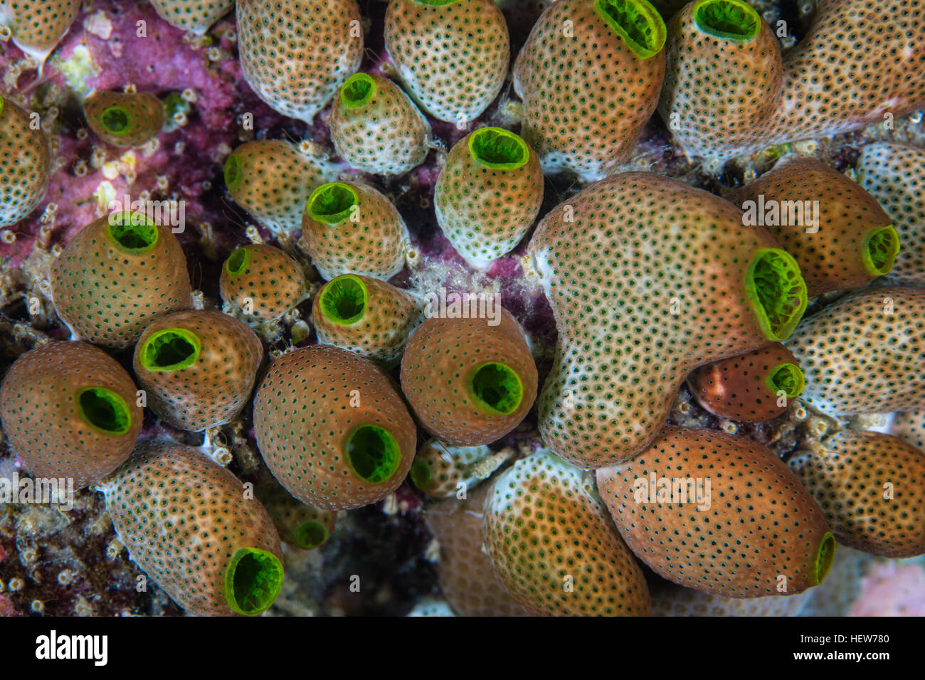 Piccolo tunicati crescere su una scogliera di corallo nelle isole Salomone. Queste creature marine che si trovano in tutto l'Indo-Pacifico. Foto Stock
