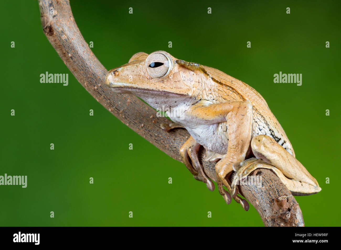 Ritratto di Borneo eared rana Foto Stock