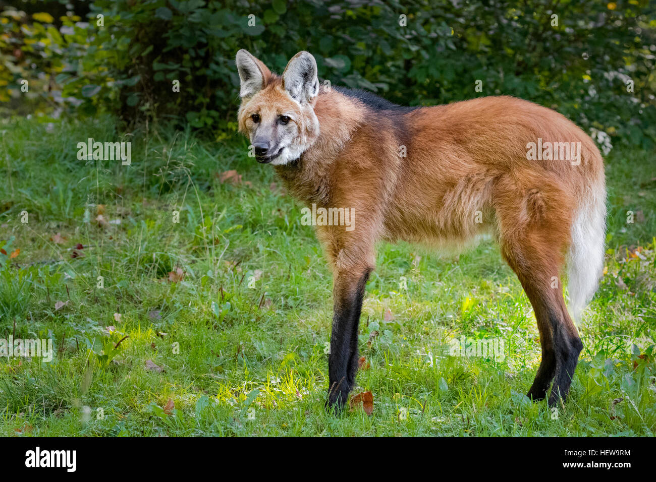 Crisocione Foto Stock