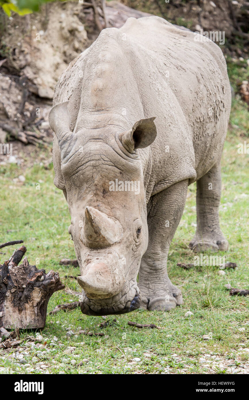Vista frontale di un rinoceronte bianco o quadrata con labbro di rinoceronte, Ceratotherium simum, camminando verso la telecamera Foto Stock