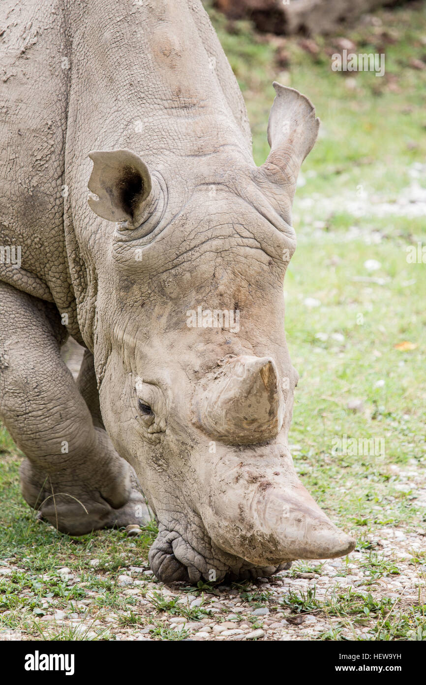 Vista frontale di un rinoceronte bianco o quadrata con labbro di rinoceronte, Ceratotherium simum, erba di pascolo Foto Stock