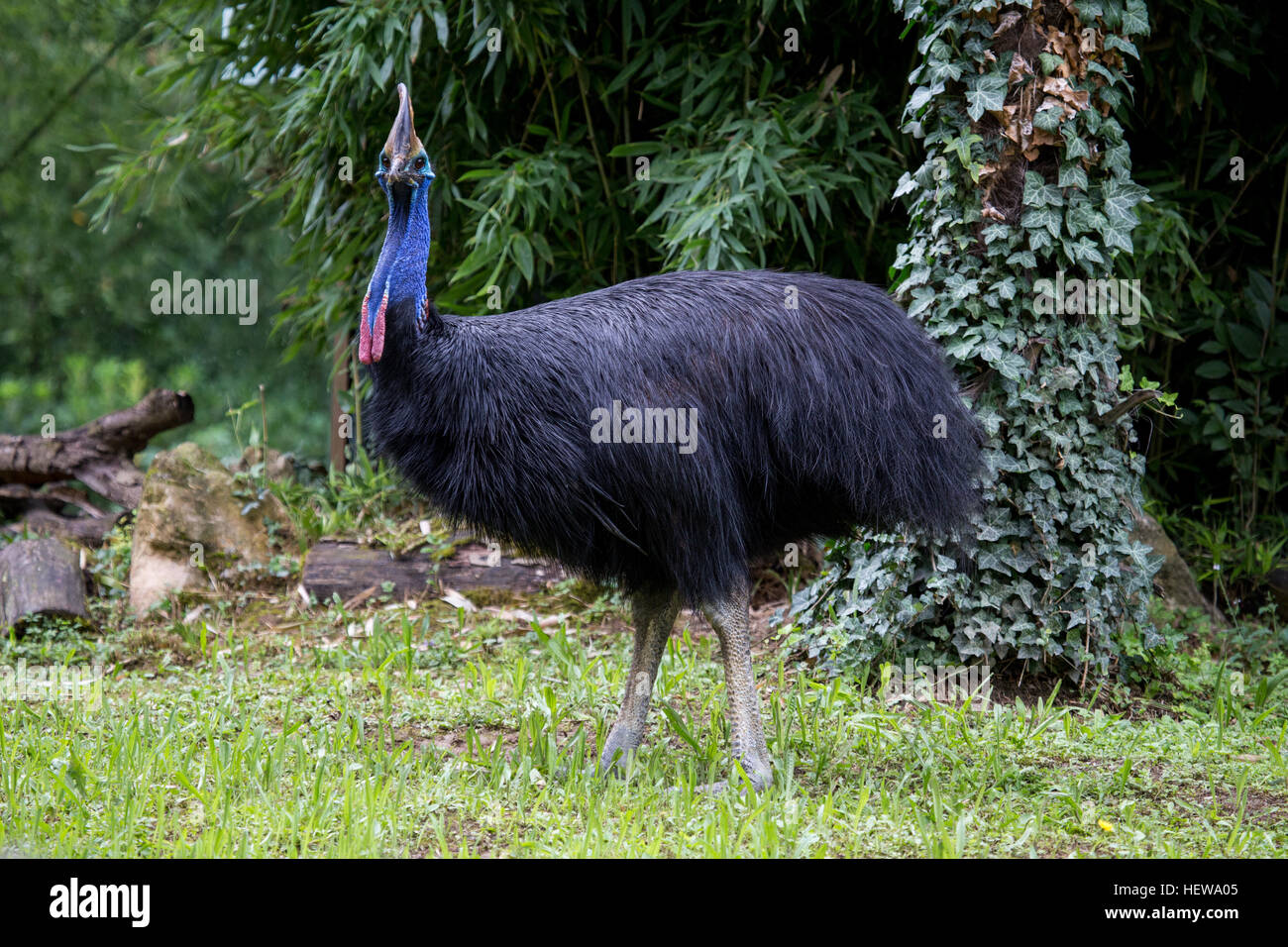 Un casuario Casuarius, casurarius, guardando la fotocamera. Questo flightless e grande uccello è stato nominato il mondo più pericoloso di uccelli nel Guinness Bo Foto Stock