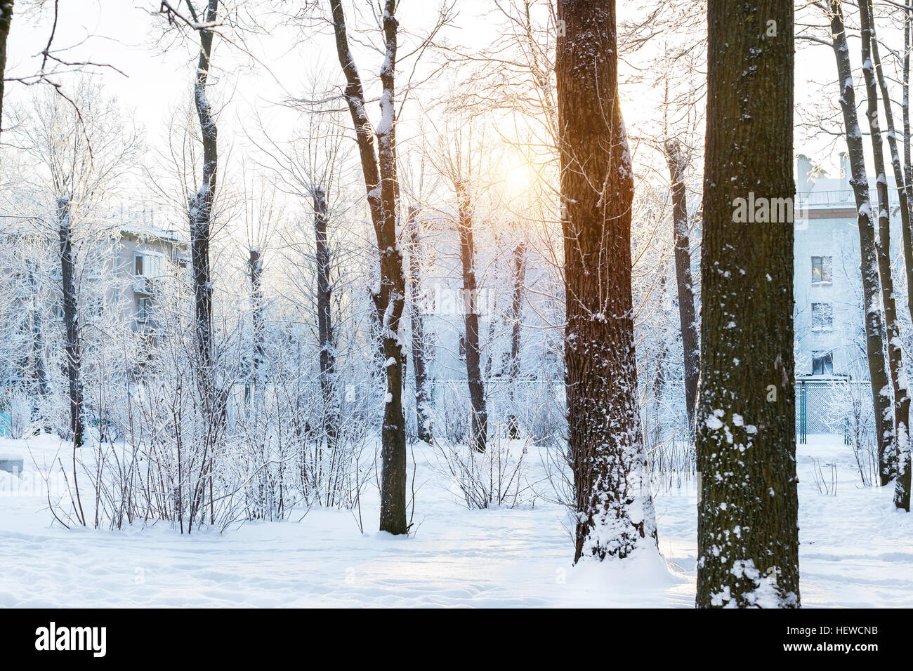 Inverno giornata di sole nel parco di neve. La caduta di fiocchi di neve il bagliore di luce diretta del sole, streaming attraverso la coperta di neve alberi. Conseguenze della nevicata in ambiente urbano en Foto Stock