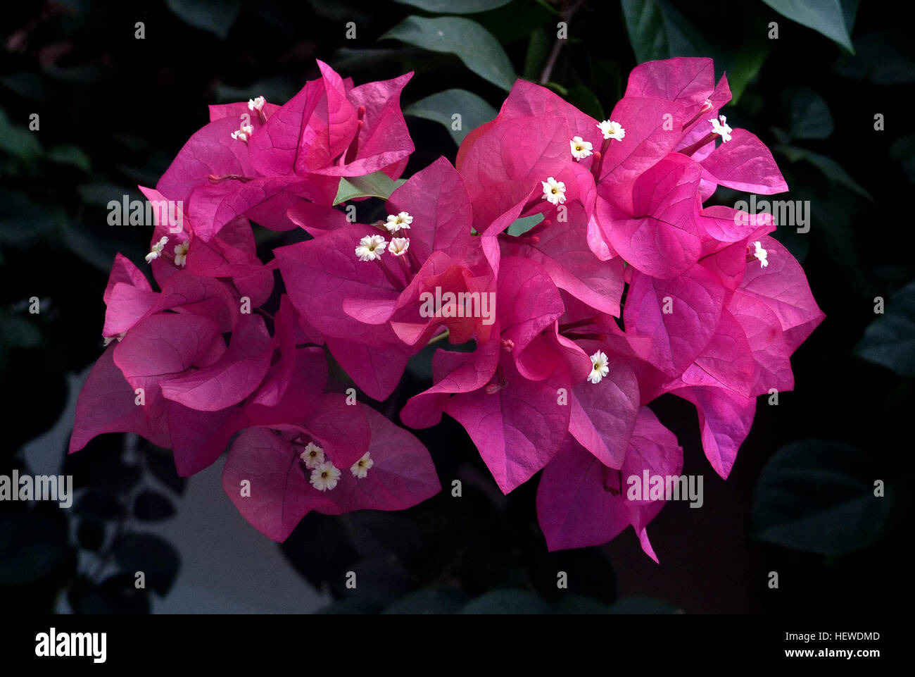 Le bouganville, note per la loro tolleranza al sale e la resistenza alla siccità, prosperano nei caldi climi costieri ed è una popolare aggiunta ai giardini con balcone. Presenta foglie colorate a forma di cuore in varie tonalità, tra cui bianco, rosa, arancione e viola. Foto Stock