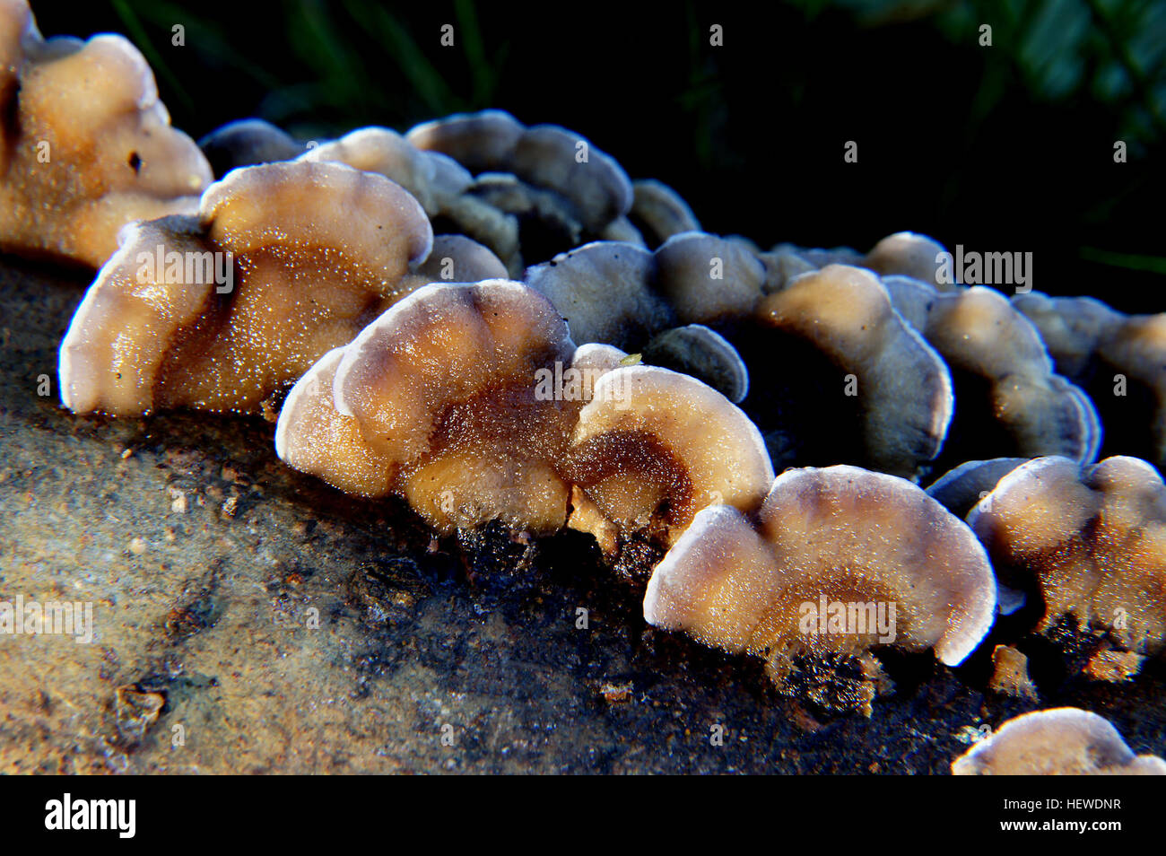 Grandi funghi a staffa o scaffali si trovano comunemente nelle foreste mature. I loro corpi fruttiferi possono crescere per molti anni su alberi vivi o morti. Questi funghi hanno una superficie superiore leathery o legnosa e pori sulla parte inferiore, simili ai boleti, che contribuiscono alla dispersione delle spore. Foto Stock