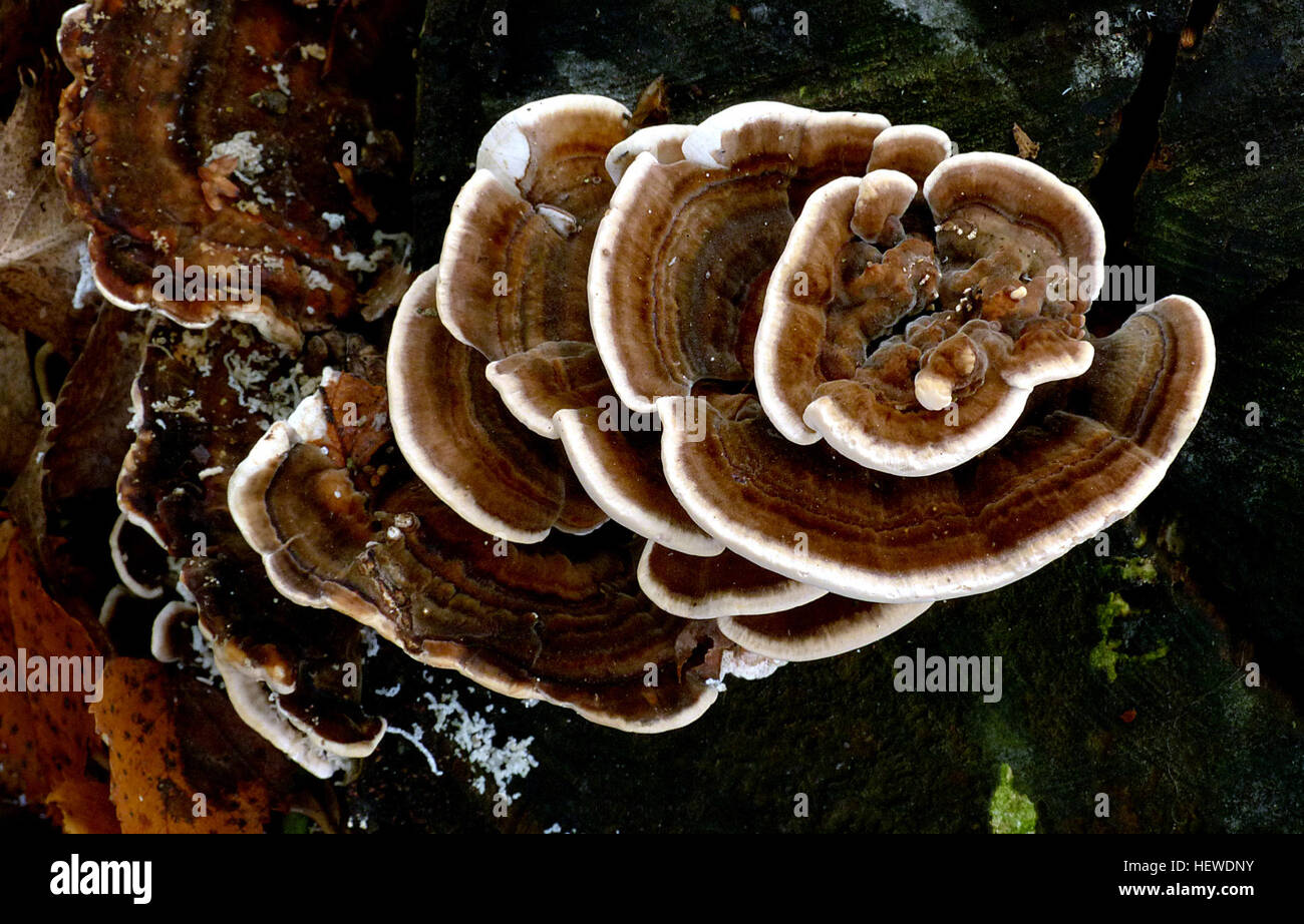 I funghi delle staffe, spesso presenti su alberi maturi, sono riconosciuti per le loro superfici superiori in pelle o legnosa e i pori sui lati inferiori. Questi funghi possono crescere per anni, producendo spore quando le condizioni lo consentono. Foto Stock